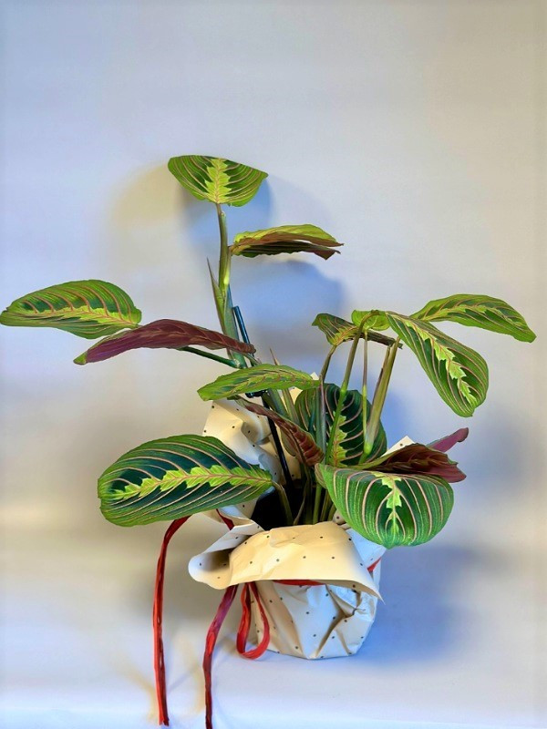 maranta